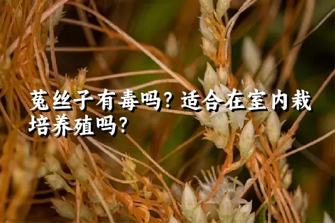 菟丝子有毒吗？适合在室内栽培养殖吗？