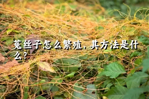 菟丝子怎么繁殖，其方法是什么？