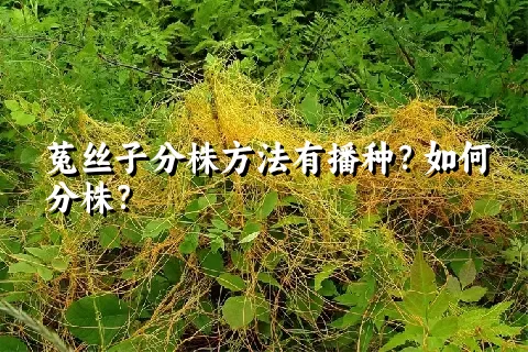 菟丝子分株方法有播种？如何分株？