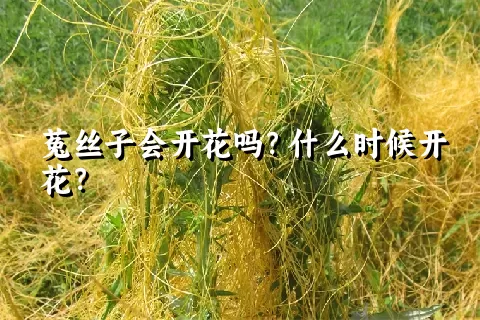 菟丝子会开花吗？什么时候开花？