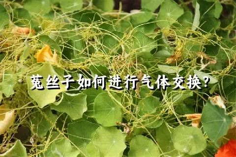 菟丝子如何进行气体交换？