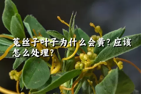 菟丝子叶子为什么会黄？应该怎么处理？