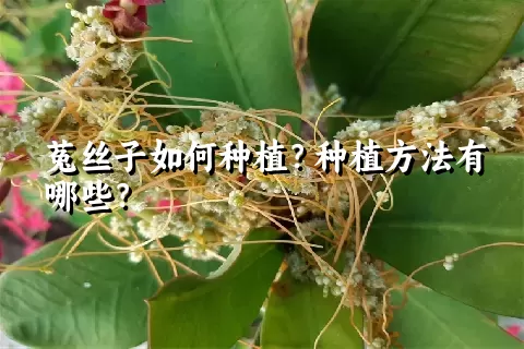 菟丝子如何种植？种植方法有哪些？