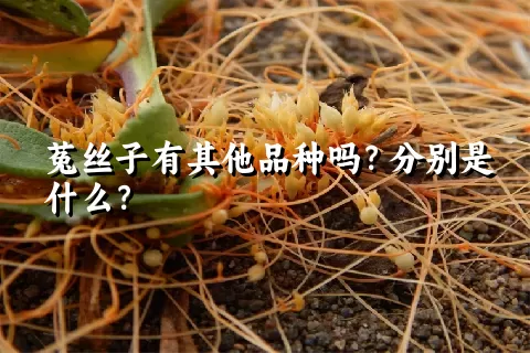 菟丝子有其他品种吗？分别是什么？