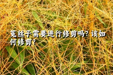 菟丝子需要进行修剪吗？该如何修剪？