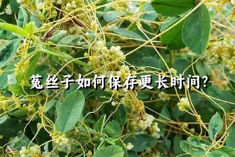 菟丝子如何保存更长时间？