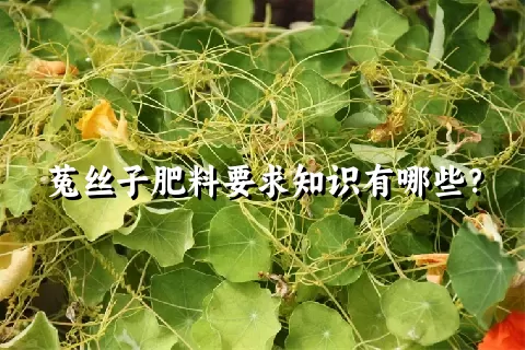 菟丝子肥料要求知识有哪些？