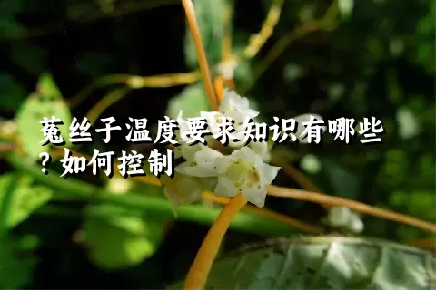 菟丝子温度要求知识有哪些？如何控制