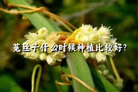 菟丝子什么时候种植比较好？