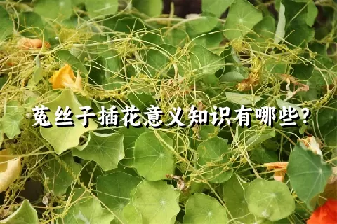 菟丝子插花意义知识有哪些？