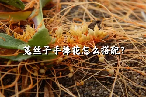 菟丝子手捧花怎么搭配？