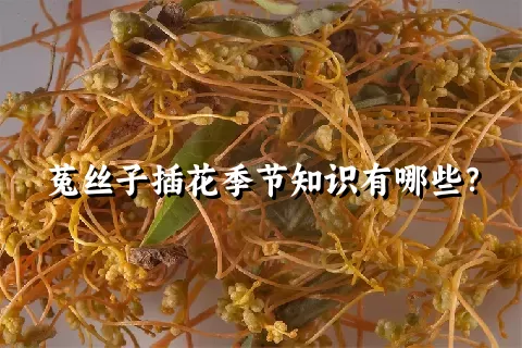 菟丝子插花季节知识有哪些？