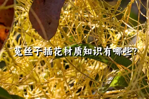 菟丝子插花材质知识有哪些？