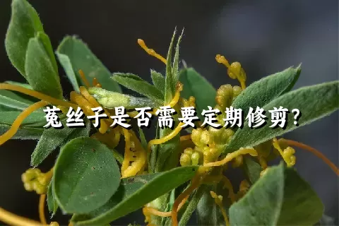 菟丝子是否需要定期修剪？