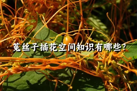 菟丝子插花空间知识有哪些？