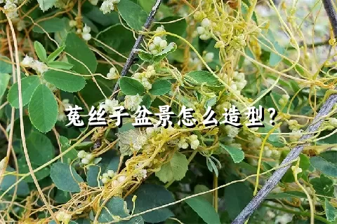 菟丝子盆景怎么造型？