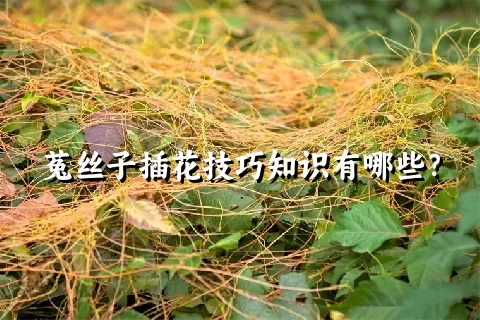 菟丝子插花技巧知识有哪些？