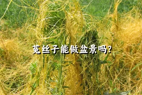 菟丝子能做盆景吗？