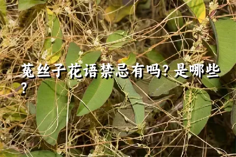 菟丝子花语禁忌有吗？是哪些？