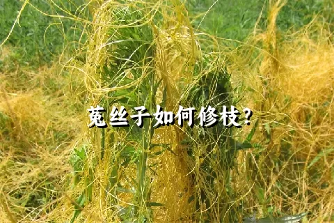 菟丝子如何修枝？