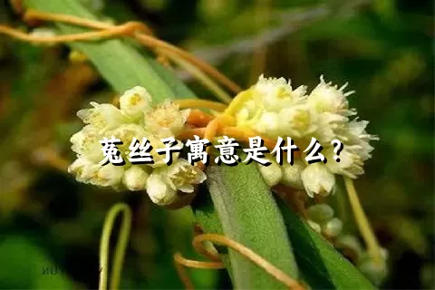 菟丝子寓意是什么？