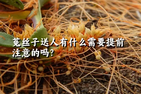 菟丝子送人有什么需要提前注意的吗？