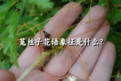 菟丝子花语象征是什么？