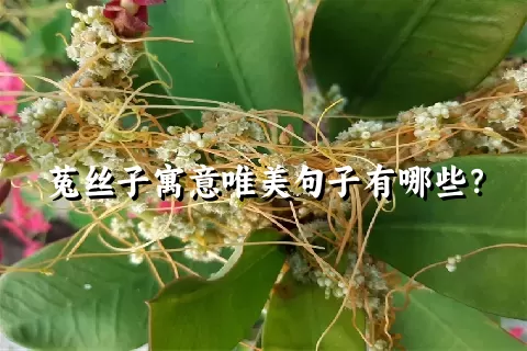 菟丝子寓意唯美句子有哪些？