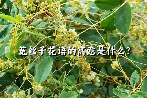 菟丝子花语的寓意是什么？