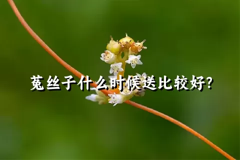 菟丝子什么时候送比较好？