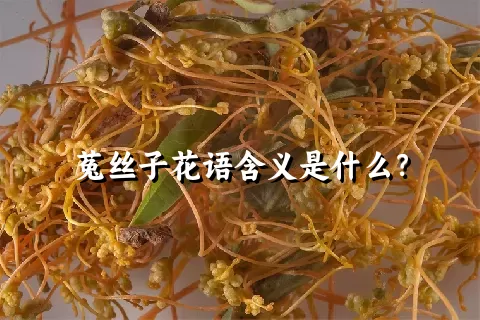 菟丝子花语含义是什么？