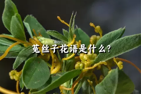 菟丝子花语是什么？