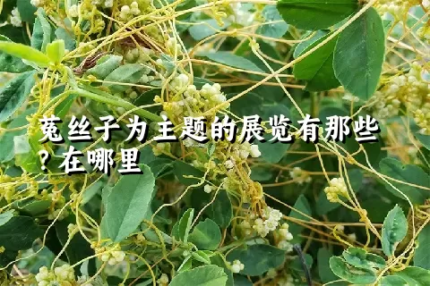 菟丝子为主题的展览有那些？在哪里