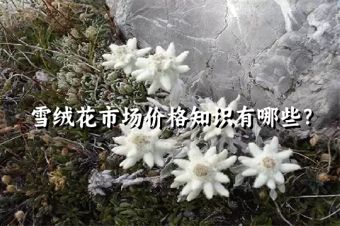 雪绒花市场价格知识有哪些？