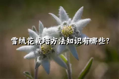 雪绒花栽培方法知识有哪些？