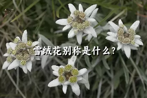 雪绒花别称是什么？