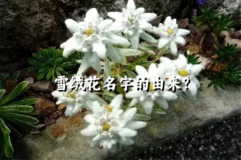 雪绒花名字的由来？