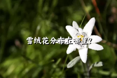 雪绒花分布在哪里?