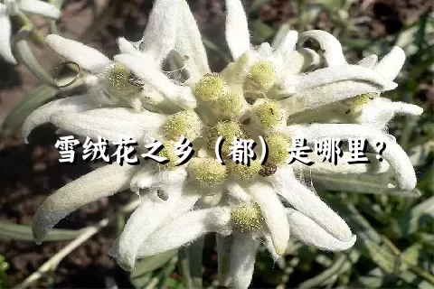 雪绒花之乡（都）是哪里？