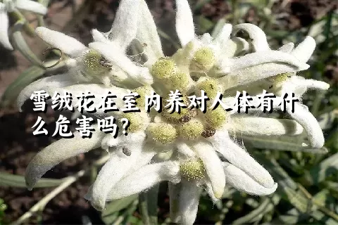 雪绒花在室内养对人体有什么危害吗？