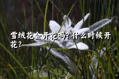 雪绒花会开花吗？什么时候开花？