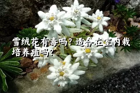 雪绒花有毒吗？适合在室内栽培养殖吗？