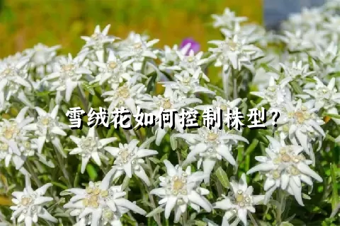 雪绒花如何控制株型？