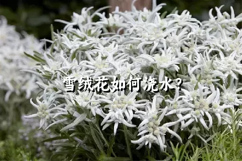 雪绒花如何浇水？