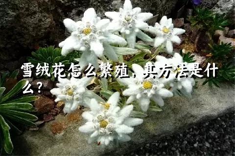 雪绒花怎么繁殖，其方法是什么？