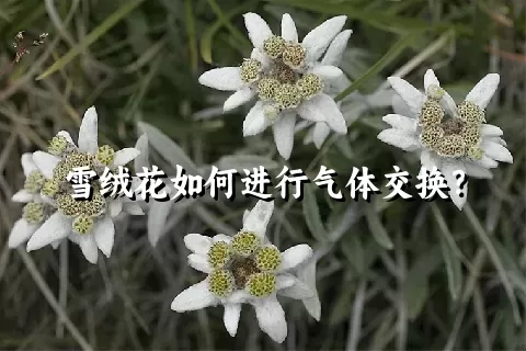 雪绒花如何进行气体交换？