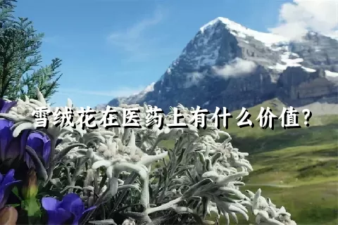 雪绒花在医药上有什么价值？