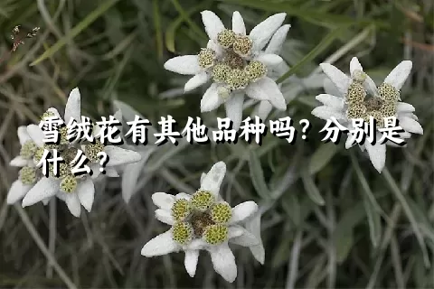 雪绒花有其他品种吗？分别是什么？