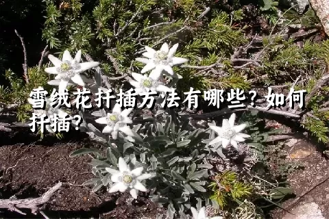 雪绒花扦插方法有哪些？如何扦插？