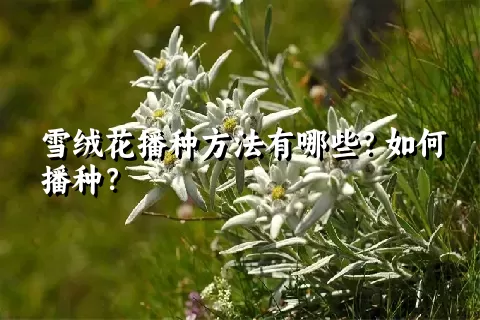 雪绒花播种方法有哪些？如何播种？